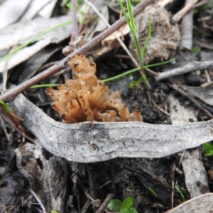 Ramaria sp. at Farrer, ACT - 7 Oct 2016 10:07 AM