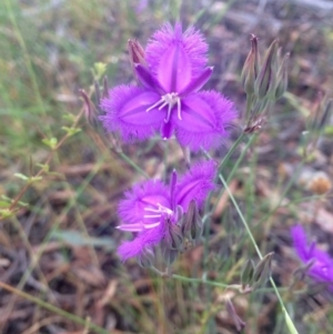 Thysanotus tuberosus subsp. tuberosus at Hawker, ACT - 7 Dec 2016