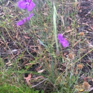 Thysanotus tuberosus subsp. tuberosus at Hawker, ACT - 7 Dec 2016