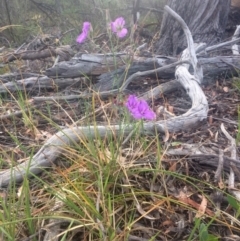 Thysanotus tuberosus subsp. tuberosus at Hawker, ACT - 7 Dec 2016