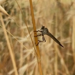 Cerdistus sp. (genus) (Slender Robber Fly) at The Pinnacle - 7 Dec 2016 by annamacdonald