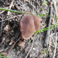 zz agaric (stem; gills white/cream) at Farrer, ACT - 7 Oct 2016 10:07 AM