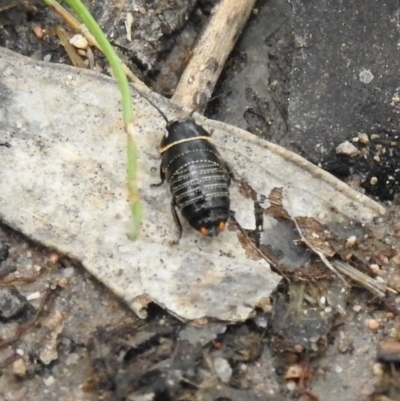 Ellipsidion australe (Austral Ellipsidion cockroach) at Farrer Ridge - 6 Oct 2016 by RyuCallaway