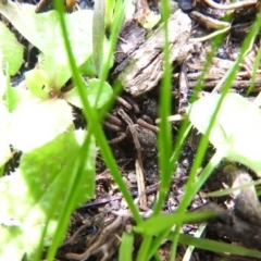 Lycosidae (family) (Unidentified wolf spider) at Farrer, ACT - 6 Oct 2016 by RyuCallaway