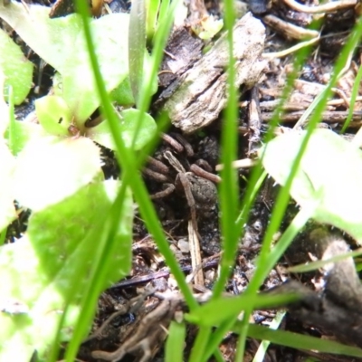 Lycosidae (family) (Unidentified wolf spider) at Farrer Ridge - 6 Oct 2016 by RyuCallaway