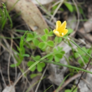 Oxalis sp. at Farrer, ACT - 7 Oct 2016