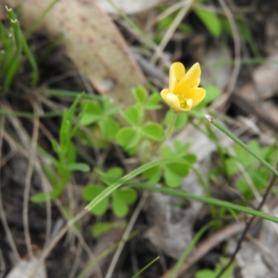 Oxalis sp. (Wood Sorrel) at Farrer, ACT - 6 Oct 2016 by RyuCallaway