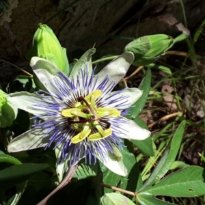 Passiflora caerulea at Isaacs, ACT - 7 Dec 2016