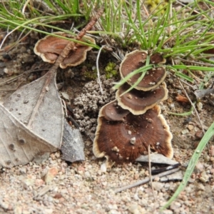 Coltricia sp. at Farrer Ridge - 7 Oct 2016