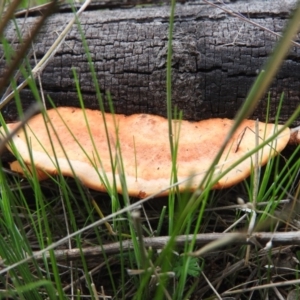 Trametes coccinea at Farrer Ridge - 7 Oct 2016