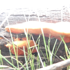 Trametes coccinea at Farrer Ridge - 7 Oct 2016