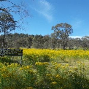 Hypericum perforatum at Mount Mugga Mugga - 4 Dec 2016