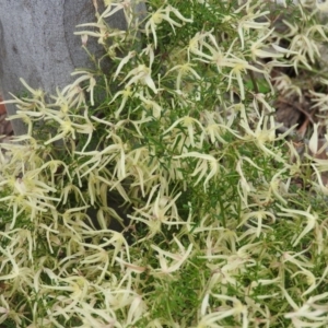 Clematis leptophylla at Farrer Ridge - 7 Oct 2016 10:35 AM