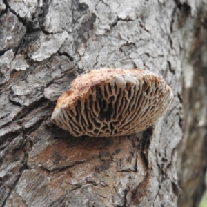 Hexagonia vesparia at Farrer Ridge - 7 Oct 2016 10:38 AM