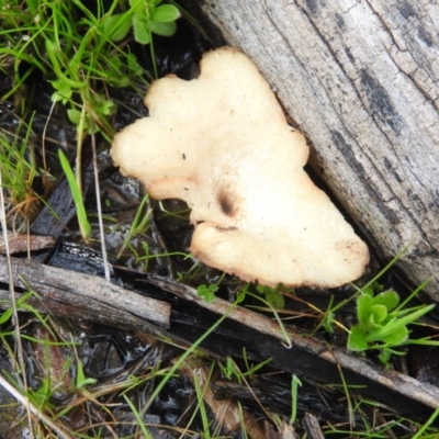 Polyporus (A stemmed polypore ) at Wanniassa Hill - 7 Oct 2016 by ArcherCallaway