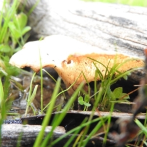 Polyporus at Wanniassa Hill - 7 Oct 2016 10:53 AM