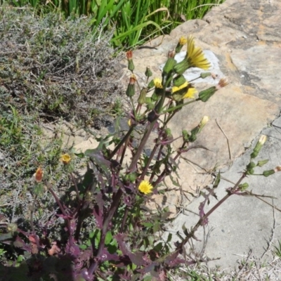 Sonchus asper (Prickly Sowthistle) at Watson, ACT - 8 Oct 2016 by ArcherCallaway