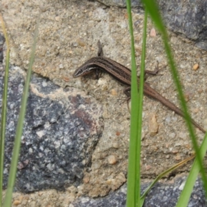 Morethia boulengeri at Fadden, ACT - 7 Oct 2016