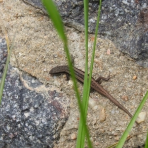 Morethia boulengeri at Fadden, ACT - 7 Oct 2016