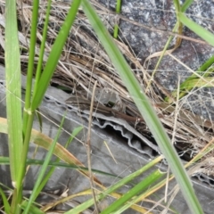 Morethia boulengeri at Fadden, ACT - 7 Oct 2016