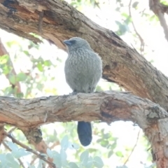 Struthidea cinerea (Apostlebird) at Watson, ACT - 8 Oct 2016 by RyuCallaway