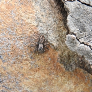 Servaea sp. (genus) at Waramanga, ACT - 8 Oct 2016 03:02 PM