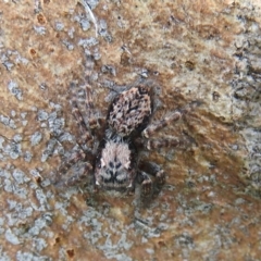 Servaea sp. (genus) at Waramanga, ACT - 8 Oct 2016 03:02 PM