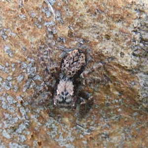 Servaea sp. (genus) at Waramanga, ACT - 8 Oct 2016 03:02 PM