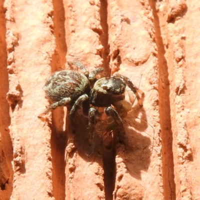 Maratus griseus (Jumping spider) at Waramanga, ACT - 8 Oct 2016 by ArcherCallaway