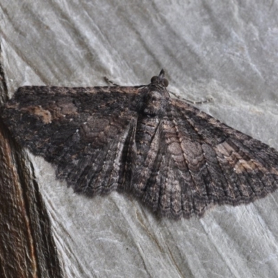 Eucymatoge scotodes (Eucymatoge scotodes) at Barragga Bay, NSW - 10 Nov 1916 by steve.williams@ecodev.vic.gov.au