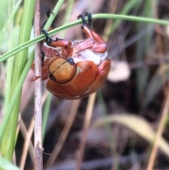 Anoplognathus montanus at Belconnen, ACT - 7 Dec 2016 01:58 PM