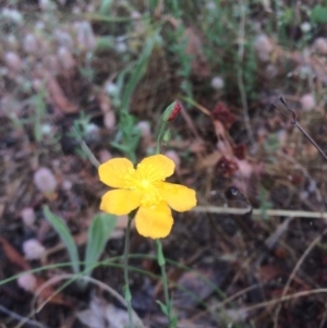 Hypericum gramineum at Hawker, ACT - 7 Dec 2016