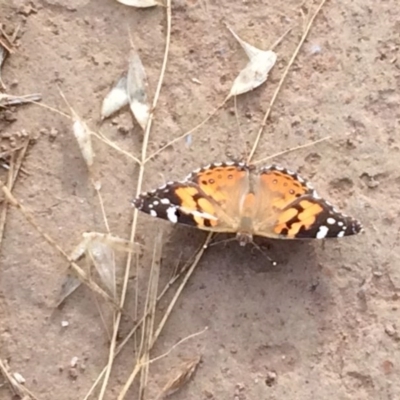 Vanessa kershawi (Australian Painted Lady) at Hawker, ACT - 7 Dec 2016 by annamacdonald