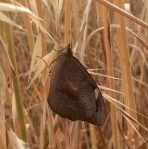 Heteronympha merope at Hawker, ACT - 7 Dec 2016