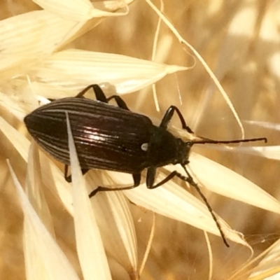 Homotrysis cisteloides (Darkling beetle) at Hawker, ACT - 7 Dec 2016 by annamacdonald