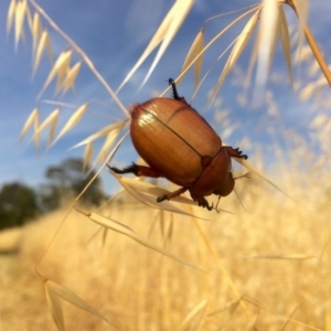 Anoplognathus montanus at Hawker, ACT - 7 Dec 2016 02:08 PM