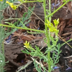 Senecio bathurstianus at Isaacs, ACT - 6 Dec 2016