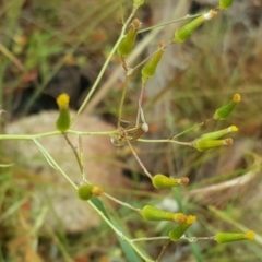 Senecio quadridentatus (Cotton Fireweed) at Isaacs, ACT - 6 Dec 2016 by Mike