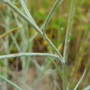 Senecio quadridentatus at Isaacs, ACT - 6 Dec 2016