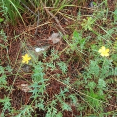 Hypericum gramineum (Small St Johns Wort) at Isaacs, ACT - 6 Dec 2016 by Mike