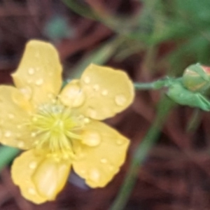 Hypericum gramineum at Isaacs, ACT - 6 Dec 2016 08:42 AM