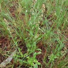 Gamochaeta impatiens (A cudweed) at Isaacs, ACT - 6 Dec 2016 by Mike