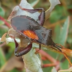 Amorbus sp. (genus) at Isaacs Ridge - 6 Dec 2016