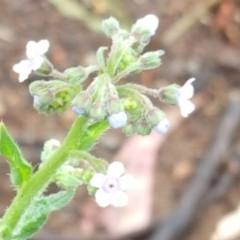 Cynoglossum australe (Australian Forget-me-not) at Jerrabomberra, ACT - 5 Dec 2016 by Mike