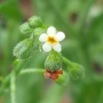 Hackelia suaveolens (Sweet Hounds Tongue) at Isaacs Ridge - 6 Dec 2016 by Mike