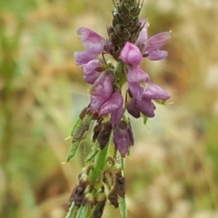 Oxytes brachypoda (Large Tick-trefoil) at Isaacs Ridge - 5 Dec 2016 by Mike