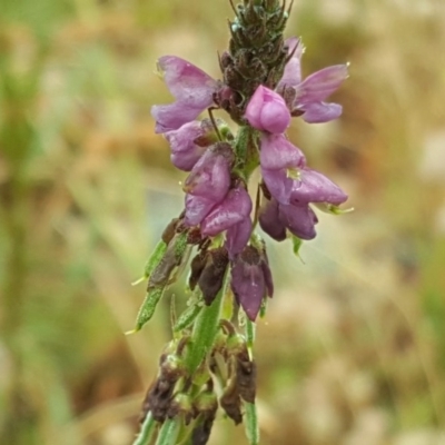 Oxytes brachypoda (Large Tick-trefoil) at Jerrabomberra, ACT - 5 Dec 2016 by Mike