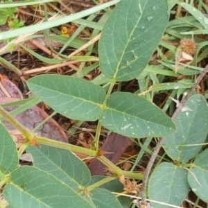 Oxytes brachypoda at Jerrabomberra, ACT - 6 Dec 2016 09:50 AM