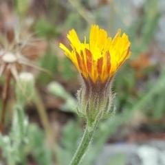 Crepis foetida subsp. foetida (Stinking Hawksbeard) at Jerrabomberra, ACT - 6 Dec 2016 by Mike