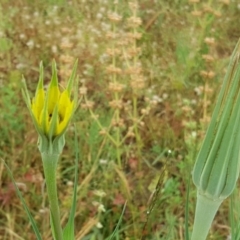 Tragopogon dubius (Goatsbeard) at Jerrabomberra, ACT - 6 Dec 2016 by Mike
